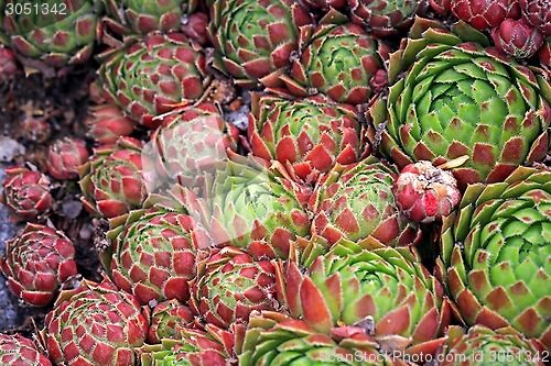 Image of Background of Jovibarba globifera Succulent or Hens and Chicks