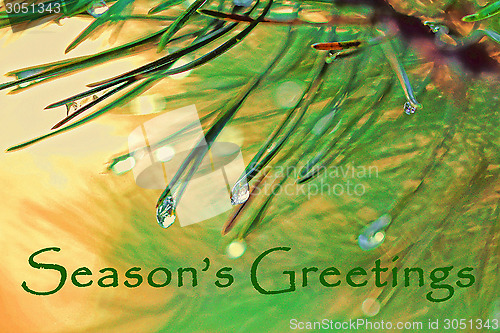 Image of Christmas Greeting with Spruce Tree Needles and Dew Drops