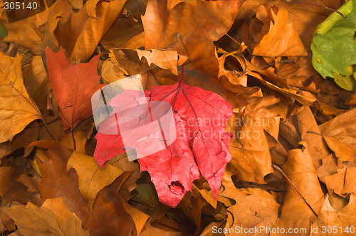 Image of leaves during fall season