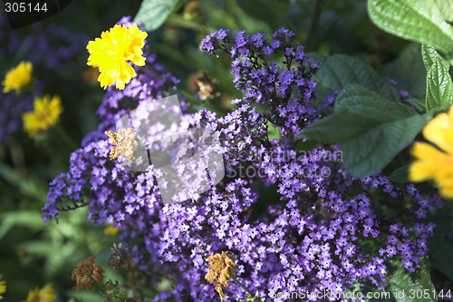 Image of flower shot