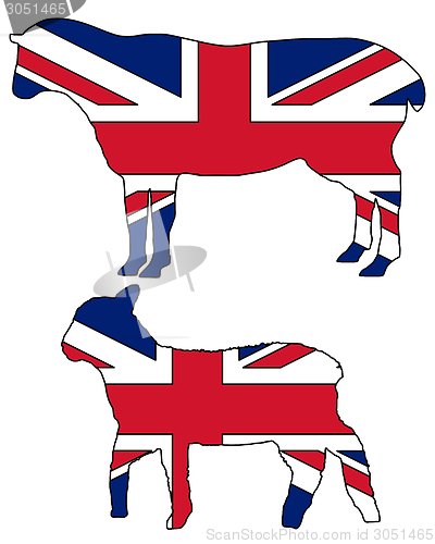 Image of British sheep