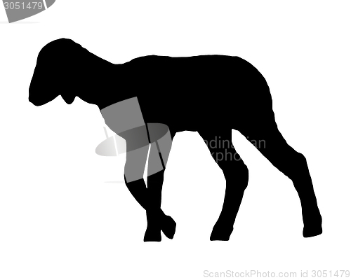 Image of Lamb on white