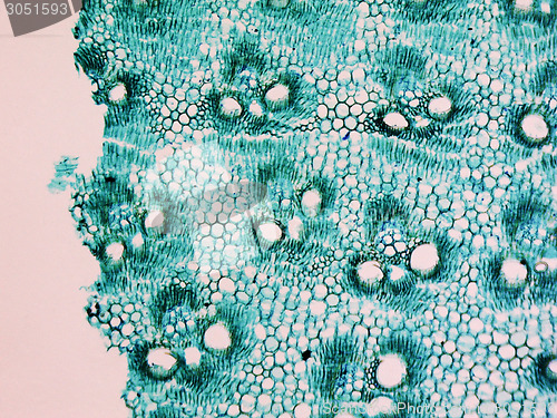 Image of Bamboo stem micrograph