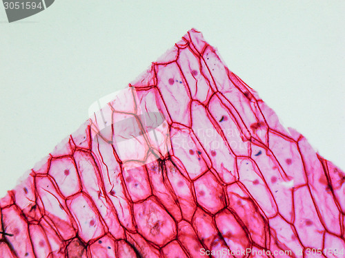 Image of Onion epidermus micrograph