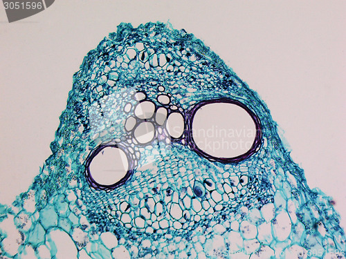 Image of Cucurbita stem micrograph