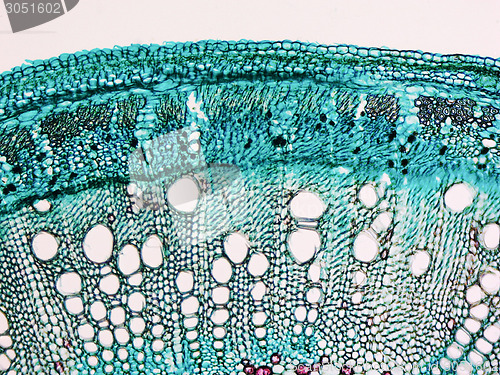 Image of Cotton stem micrograph
