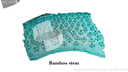 Image of Bamboo stem micrograph