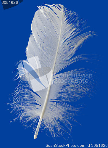 Image of White Feather Cutout