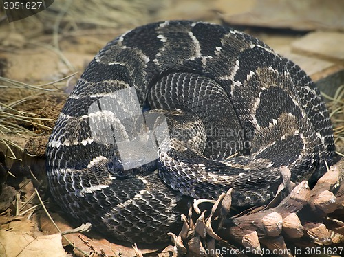 Image of Timber Rattlesnake