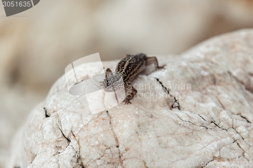 Image of Gecko lizard on rocks 