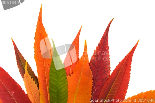 Image of Fallen leaves