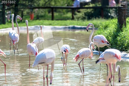 Image of Flock of pink flamingos 