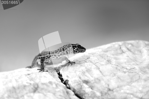 Image of Gecko lizard on rocks 