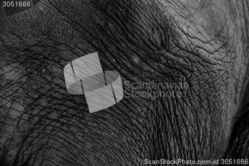 Image of African elephant closeup