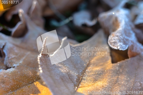 Image of Fallen leaves