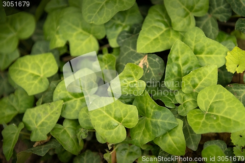 Image of Leaves of fresh green ivy closeup