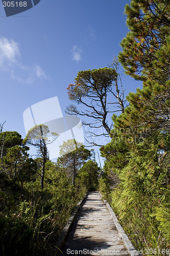 Image of wild trees