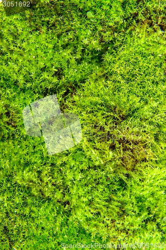 Image of Green moss isolated 