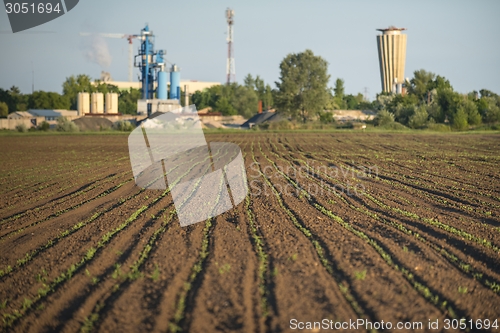 Image of Cultivated land