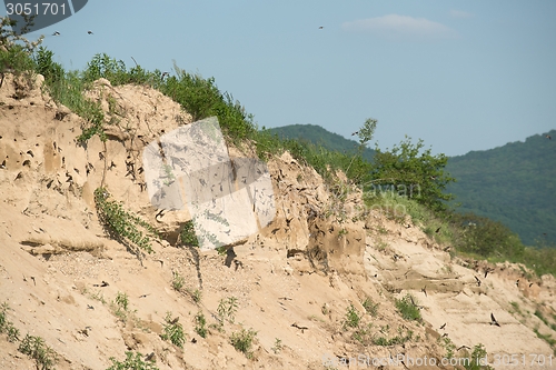 Image of The nests of swallows in sand quarry