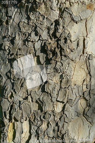 Image of Closeup photo of a tree trunk