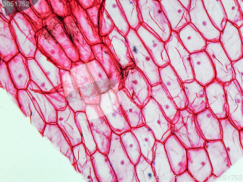 Image of Onion epidermus micrograph