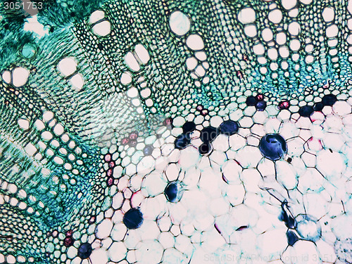 Image of Cotton stem micrograph