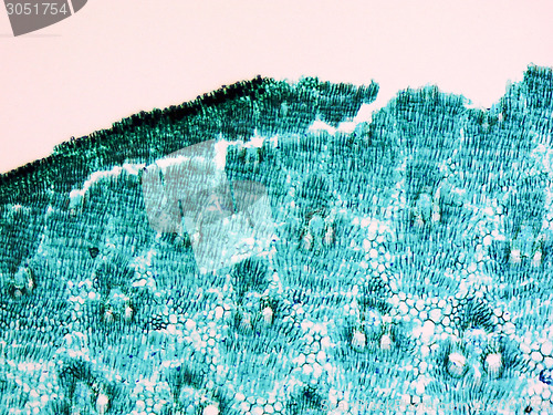 Image of Bamboo stem micrograph