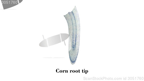 Image of Corn root tip micrograph