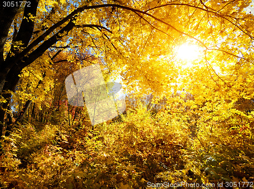 Image of Forest on a bright day