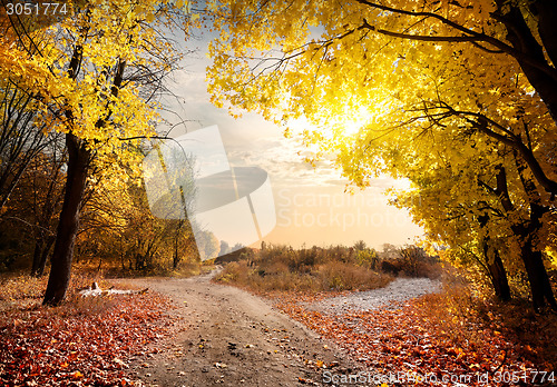 Image of Maple forest