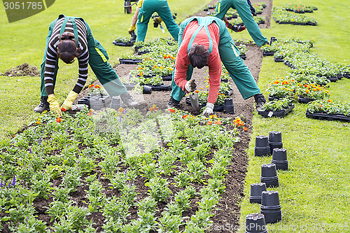 Image of Planting flowers