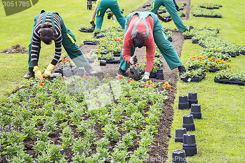 Image of Planting flowers