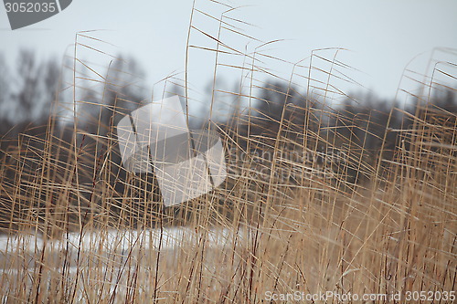 Image of reeds cold winter wind