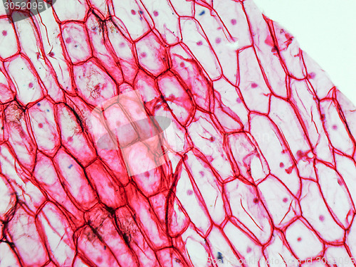 Image of Onion epidermus micrograph