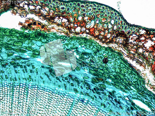 Image of Pine Wood micrograph