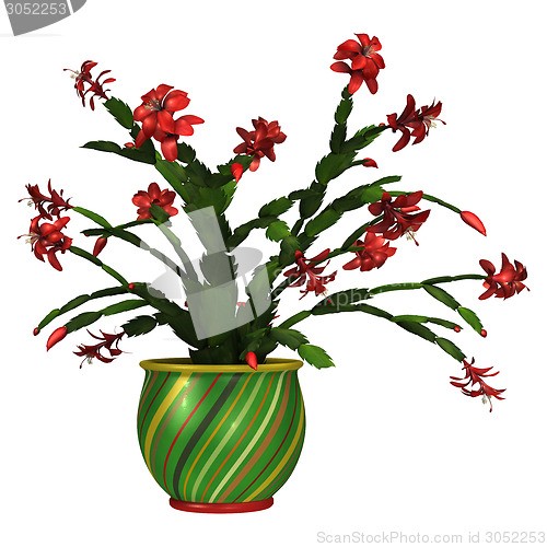 Image of Christmas Cactus