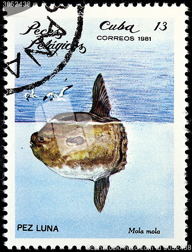 Image of Ocean Sunfish
