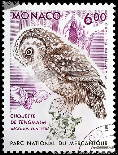 Image of Boreal Owl