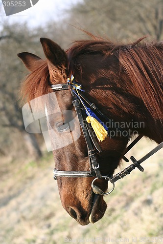 Image of Head of a horse