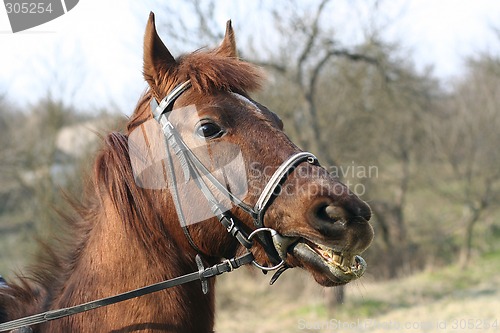 Image of Head of a horse