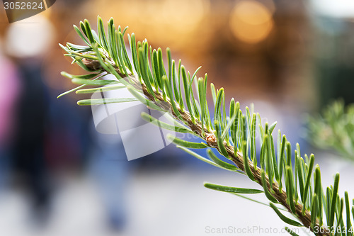 Image of conifer on Christmas Market