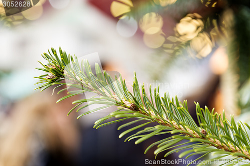 Image of conifer on Christmas Market