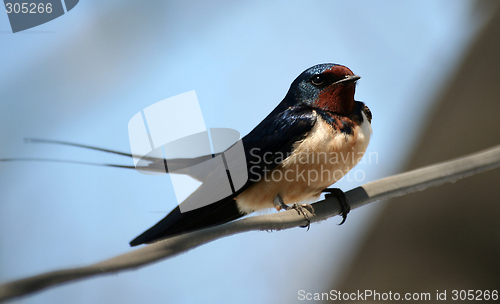Image of swallow