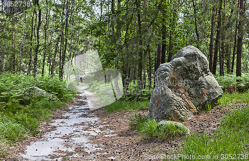 Image of Path in the Forest of Fontainebleau