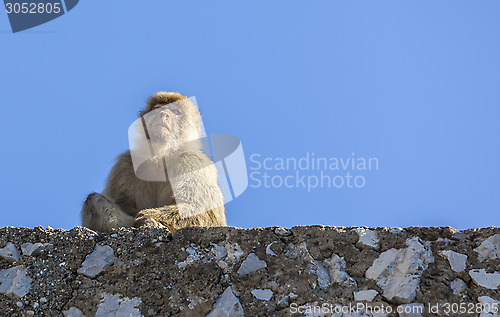 Image of Barbary Macaque of Gibraltar