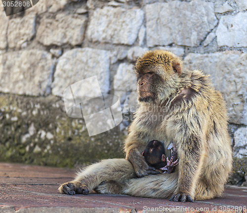 Image of Ape Feeding the Baby