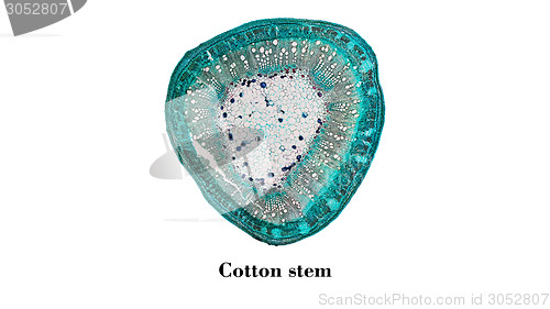 Image of Cotton stem micrograph