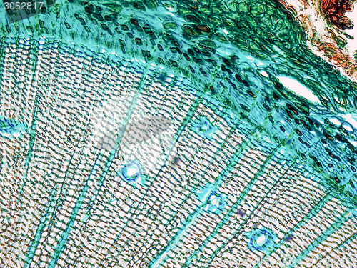 Image of Pine Wood micrograph