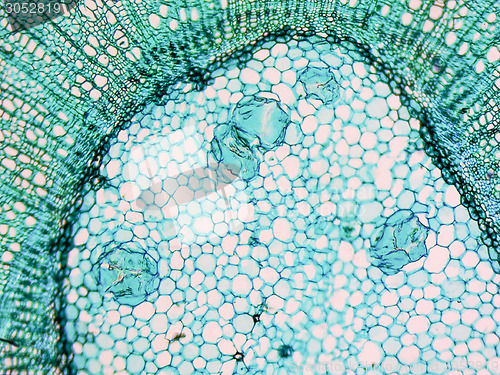 Image of Tilia stem micrograph